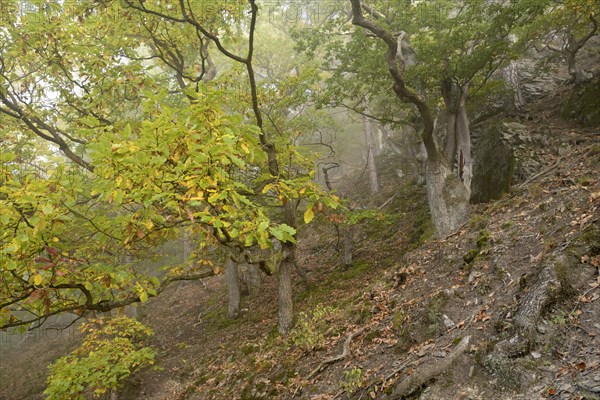Gnarled oak trees