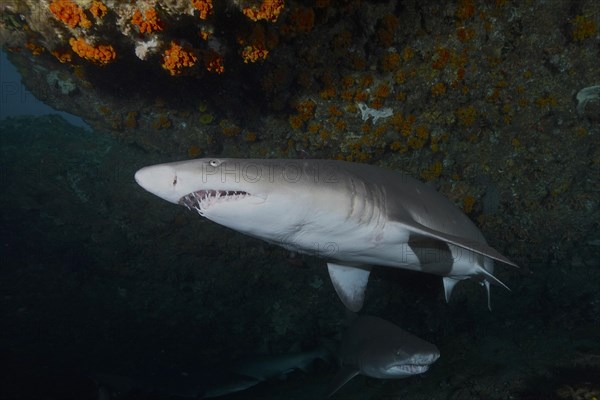 Sand tiger shark