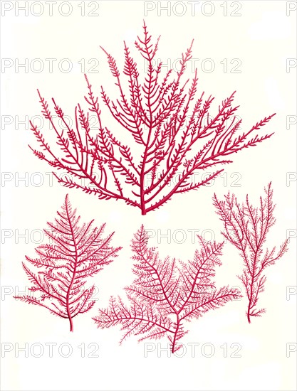 Useful plant