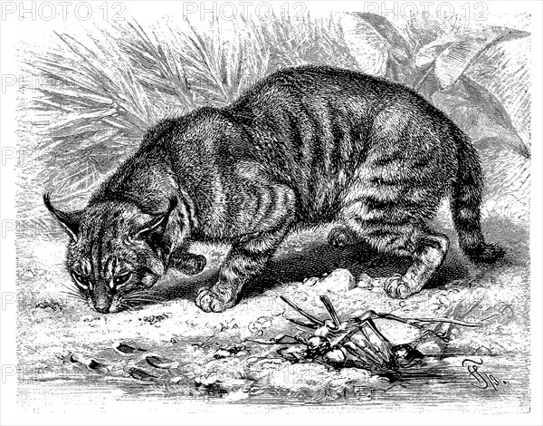 Cane cat
