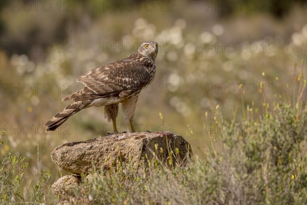 Northern goshawk