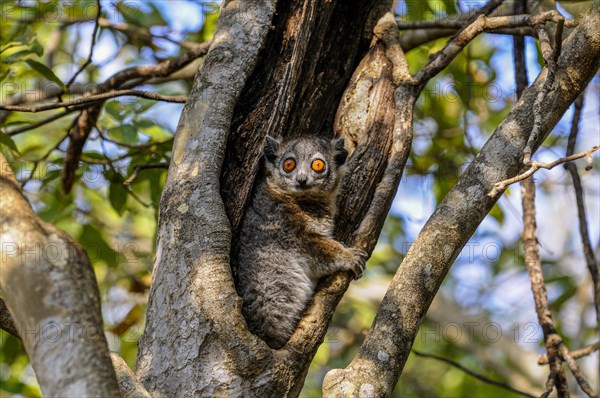 White-footed Sportive Lemur