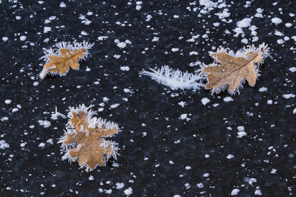 Oak leaves covered with ice crystals on frozen water surface
