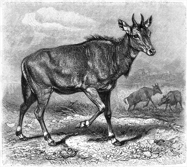 Nilgai