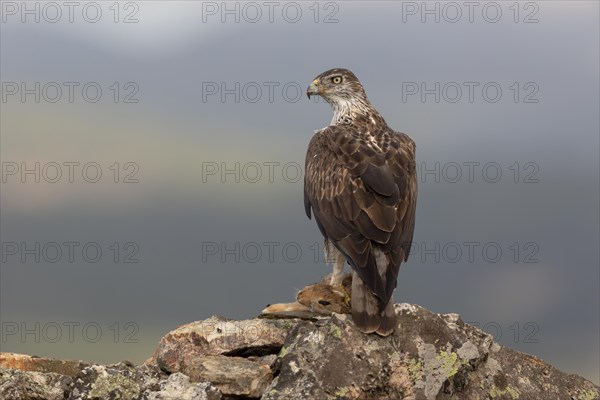 Bonellis eagle