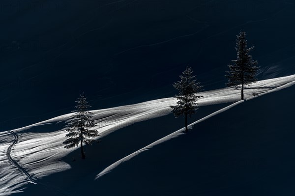 Backlit trees with ski touring track on snowy mountain meadow