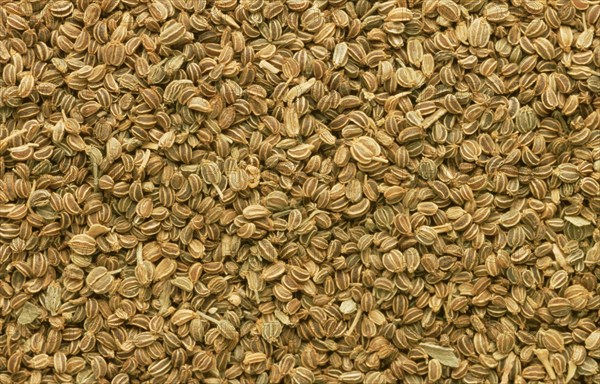 Medicinal herbs: celery