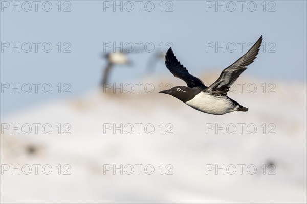 Common Guillemot