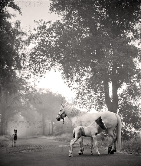 Mare with two foals on a road in the Teufelsmoor near Worpswede