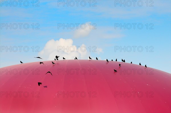 Ravens on a biogas plant in Bavaria