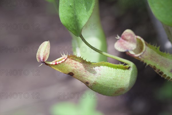 Calico flower