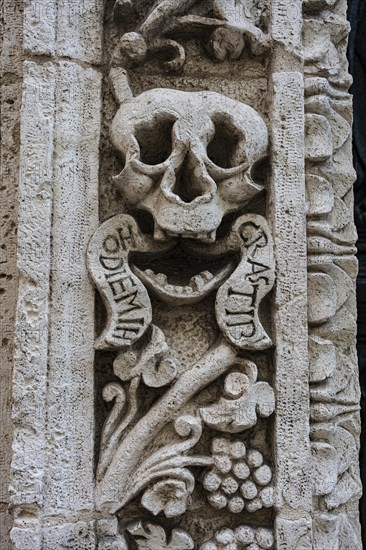 Skull