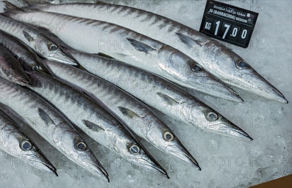 Barracudas