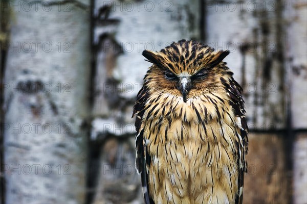 Tawny fish owl