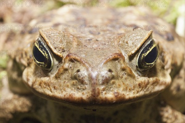 Cane toad