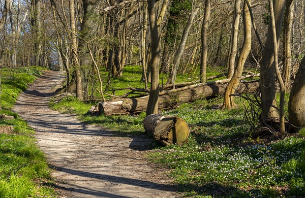 Forest and hiking area near Goehren