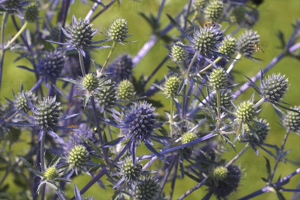 Globe thistle
