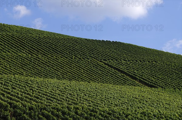 Vineyards against cloudy sky