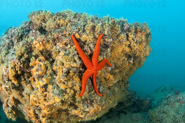 Red starfish