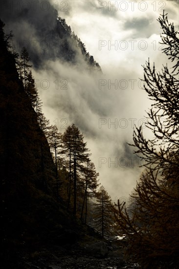 Autumn trees in gorge backlit with threatening cloudy sky