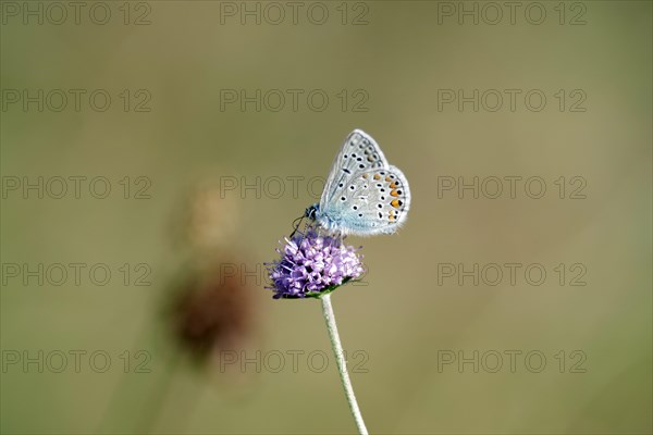 (Polyommatus icarus), Blue, Butterfly (Knautia arvensis), Meadow, The Small Blue sits on the flower