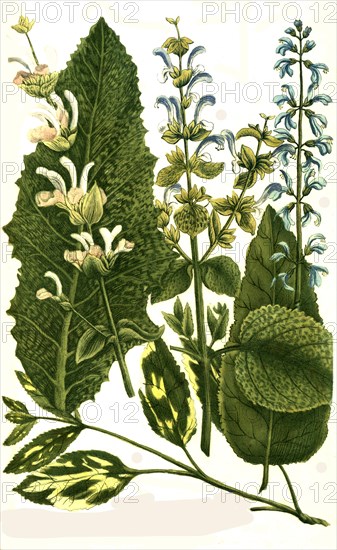 Botany