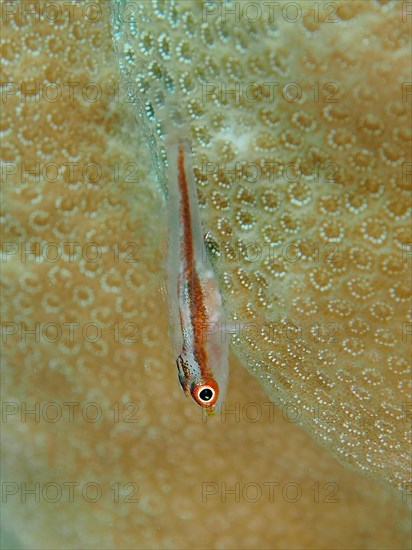 Mozambique toothy goby