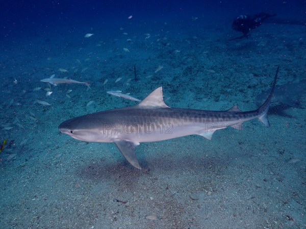 Tiger shark