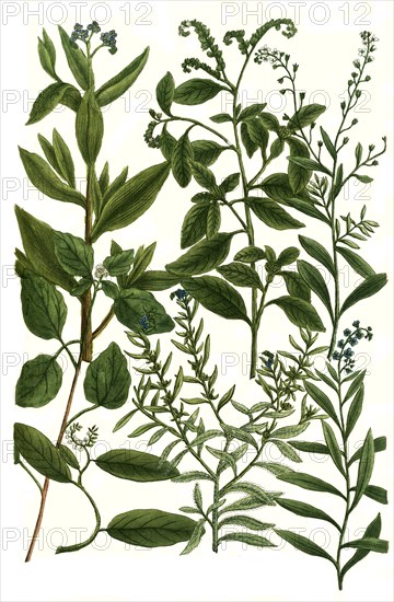 Botany
