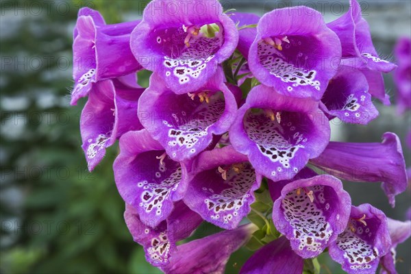 Purple Foxglove