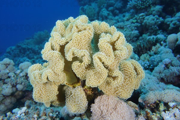 Rough leather coral