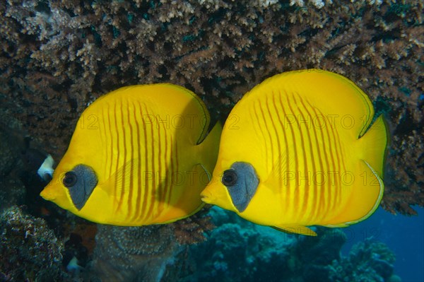 Pair of bluecheek butterflyfish