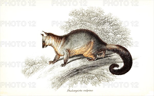 Fox cusus
