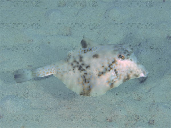 Pyramid Trunkfish