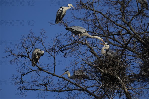 Grey heron