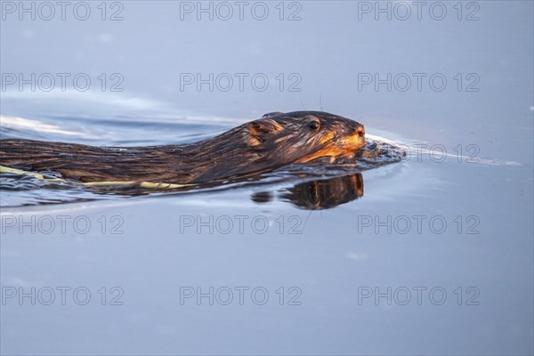 Swimming muskrat