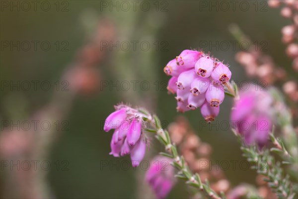 Cross-leaved heath