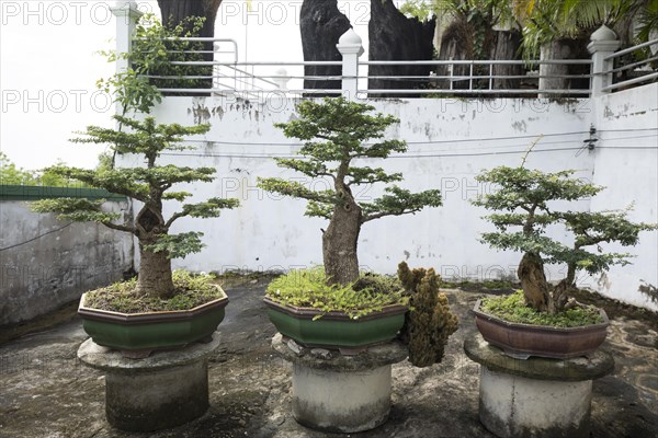 Bonsai collection in the temple Wat Tham Khuha Sawan near Mekong River