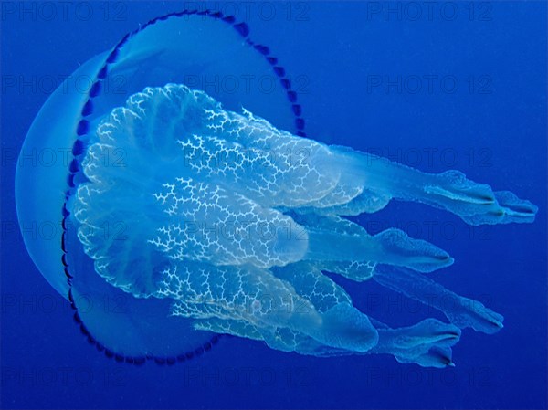 Barrel jellyfish