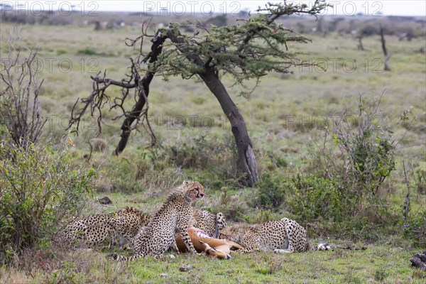 Cheetah