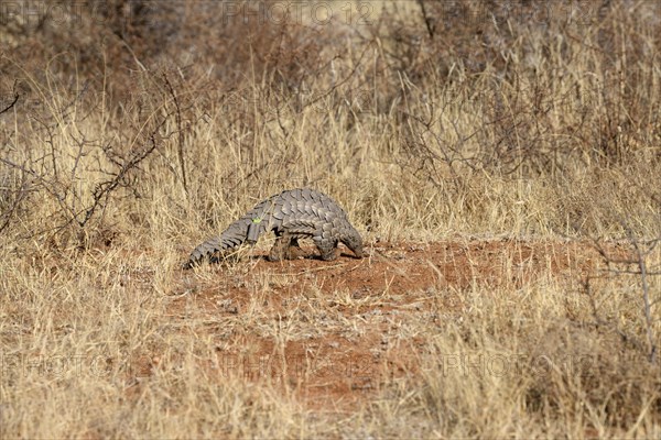 Ground pangolin