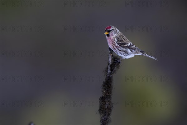 Common Redpoll