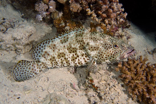 Greasy grouper