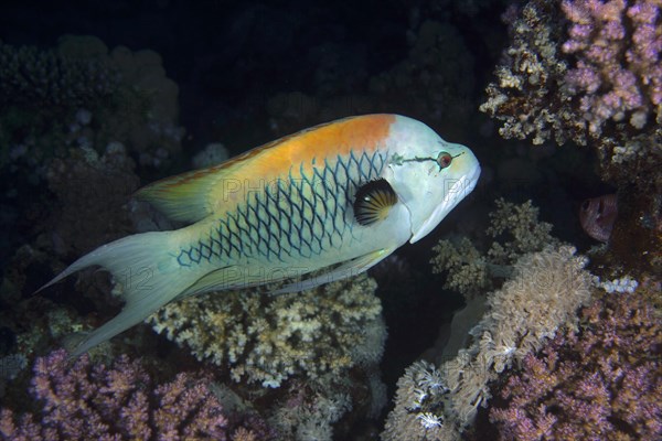 Sling-jaw wrasse