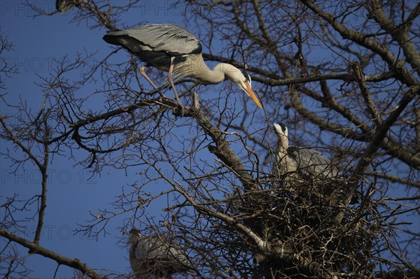 Grey heron