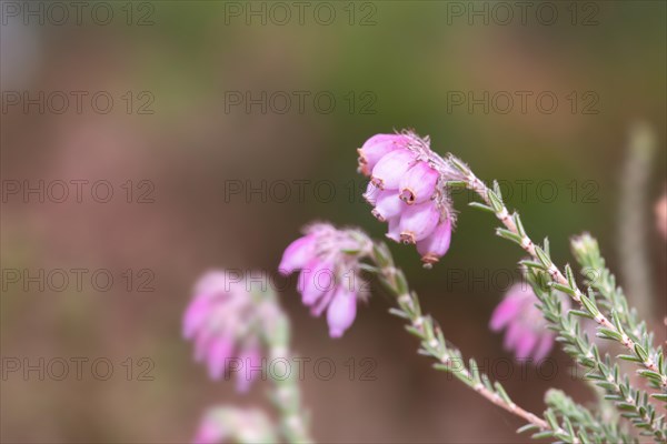 Cross-leaved heath