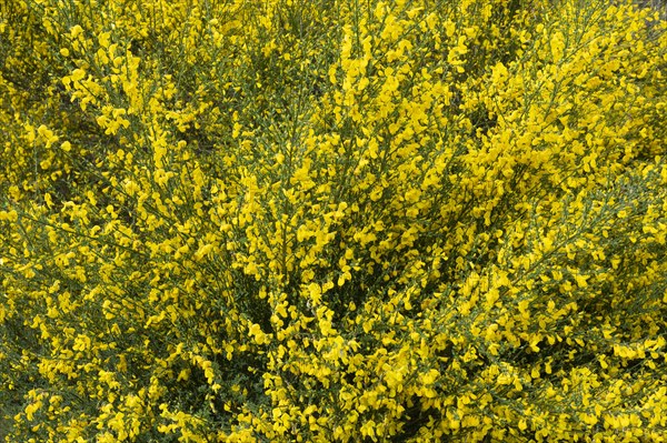 Common broom
