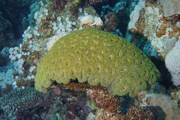Button Star Coral