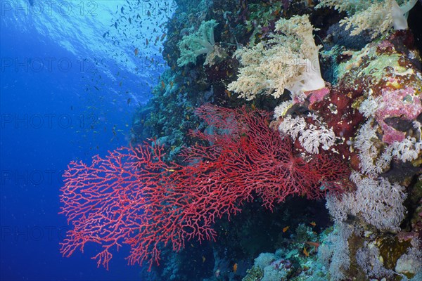 Gorgonian Red Knot Coral