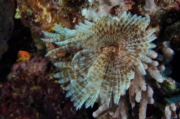 Indian tubeworm